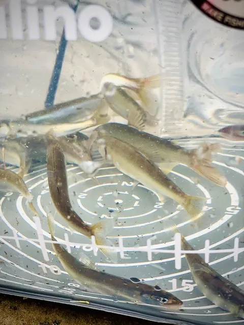 琵琶湖の小鮎（コアユ）釣り｜釣具のイシグロ |釣り情報サイト